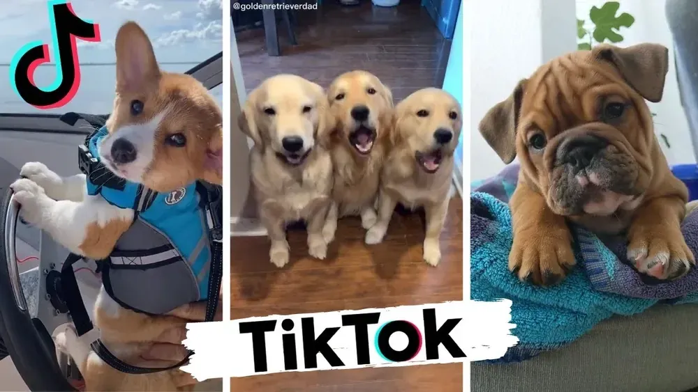 TikTok“断-续”警报：跨境账号矩阵如何用连续性预案对冲平台单点风险